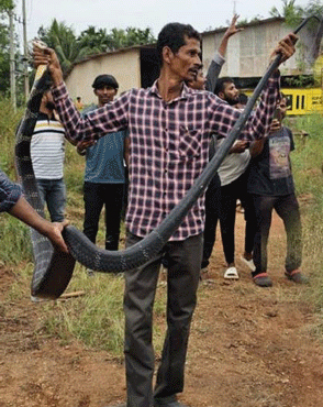 King Cobra
